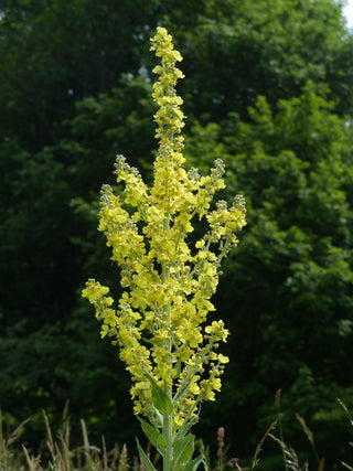 Verbascum thapsus <br>GREAT MULLEIN <br>Organic