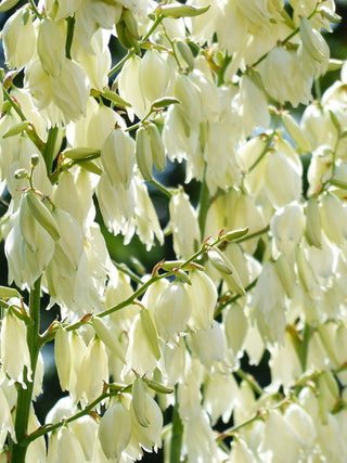 Yucca filamentosa <br>HARDY YUCCA