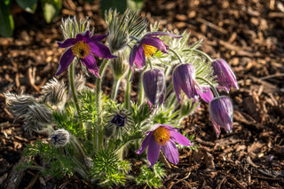 Pulsatilla vulgaris <br>PASQUE FLOWER MIX, CUTLEAF ANEMONE