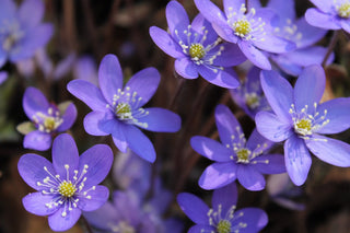 Hepatica acutiloba <br>SHARP LOBED HEPATICA, LIVERWORT