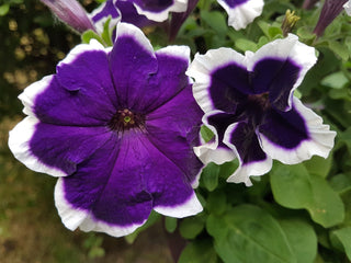 Petunia <br>PETUNIA PICOTEE BLUE