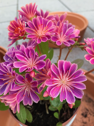 Lewisia cotyledon <br>LEWISIA SUNSET PURPLE