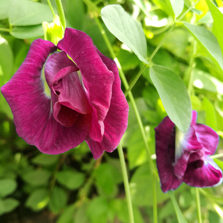 Ipomoea imperialis <br>DOUBLE MORNING GLORY ROSY-RED