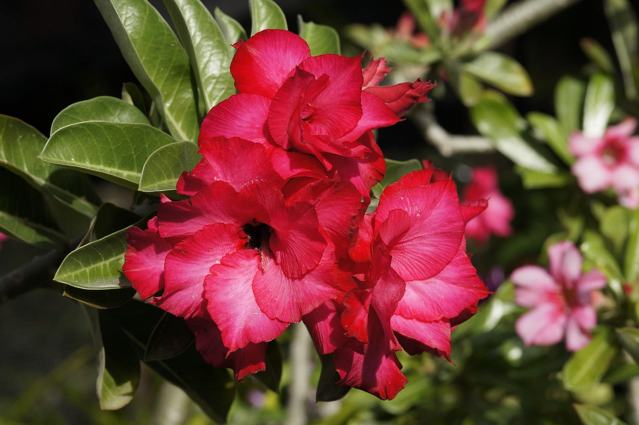 red desert rose seeds Adenium obesum SHOWY DESERT ROSE RED, IMPALA LILY – Ferri Seeds