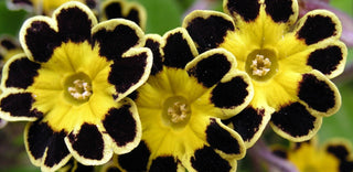 Primula vulgaris <br>PRIMROSE VICTORIAN GOLD LACE BLACK