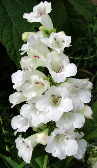 Penstemon grandiflorus <br>LARGE FLOWER BEARDTONGUE MIX
