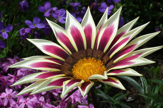 Gazania ringens <br>GAZANIA MIX