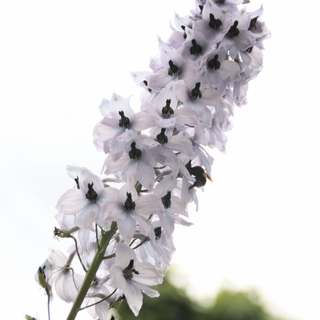 Delphinium elatum <br>DELPHINIUM MAGIC FOUNTAIN White With Dark Bee