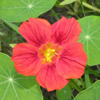 Tropaeolum minus <br>NASTURTIUM BABY ROSE PINK