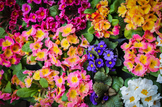 Primula vulgaris <br>ENGLISH PRIMROSE MIX