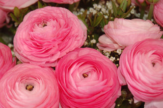 Ranunculus <br>RANUNCULUS COMPACT MIX