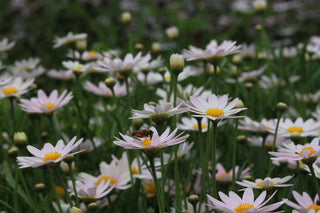 Chrysanthemum <br>SHASTA DAISY