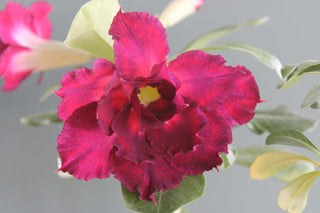 Adenium obesum <br>SHOWY DESERT ROSE, IMPALA LILY MIX HYBRIDS