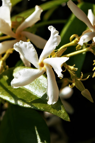 Nyctanthes arbor tristis <br>NIGHT-FLOWERING JASMINE, NIGHT BLOOMING JASMINE