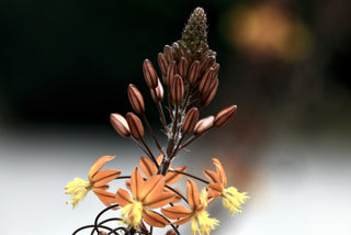 Bulbine frutescens <br>ORANGE BULBINE