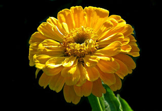 Zinnia elegans <br>ZINNIA GIANTS MIX