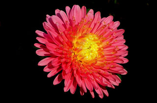 Callistephus chinensis <br>ASTER GIANT POMPOM MIX