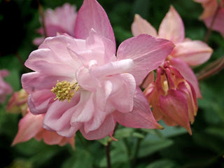 Aquilegia vulgaris <br>DOUBLE DWARF COLUMBINE MIX