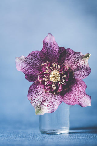 Helleborus orientalis <br>HELLEBORUS ANEMONE CENTERED
