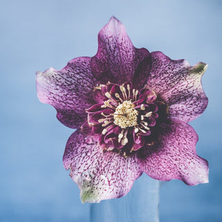 Helleborus orientalis <br>HELLEBORUS ANEMONE CENTERED