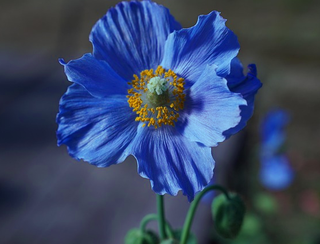 Meconopsis racemosa <br>DEEP-BLUE POPPY