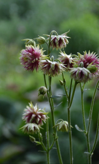 Aquilegia <br>DOUBLE BARLOW COLUMBINE MIX