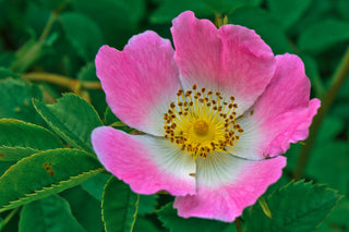 Rosa arkansana <br>PRAIRIE WILD ROSE