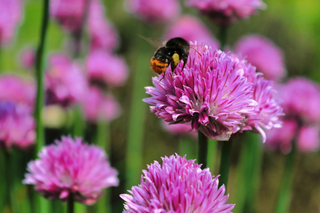 Allium schoenoprasum <br>CHIVES MIX COLORS