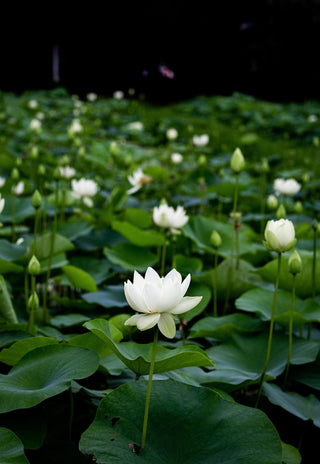 Nelumbo nucifera <br>WHITE WATER LOTUS