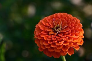 Zinnia elegans <br>ZINNIA QUEENY MIX, QUEEN