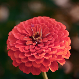 Zinnia elegans <br>ZINNIA 'DREAMLAND CORAL'