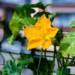 Cucurbita <br>LONG SQUASH, CALABASH KIKINDA COMPETITION