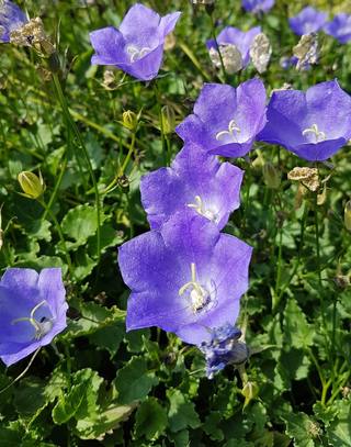 Campanula carpatica <br>CARPATHIAN TUSSOCK HAREBELL BELLFLOWER