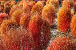 Kochia scoparia tricophylla, Bassia <br>BURNING BUSH, FIREWEED, SUMMER CYPRESS