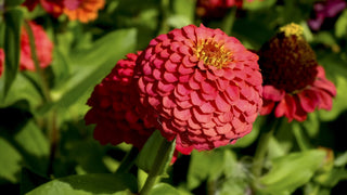 Zinnia elegans <br>ZINNIA OKLAHOMA SALMON