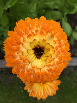 Calendula officinalis <br>COMPACT DOUBLE CALENDULA, POT MARIGOLD