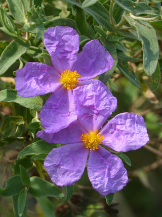 Cistus incanus tauricus <br>TAURIC ROCK ROSE, HOARY ROCK ROSE