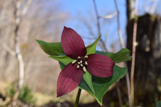 Trillium erectum <br>RED TRILLIUM, PURPLE TRILLIUM