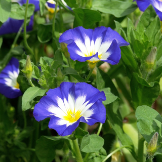 Convolvulus tricolor <br>DWARF MORNING GLORY 'BLUE FLASH'