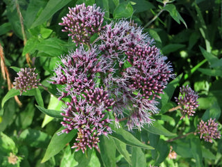 Eupatorium purpureum, Eutrochium maculatum <br>SWEET JOE PYE WEED, BONESET