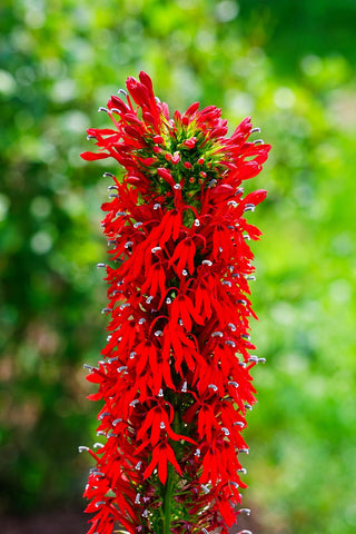 Lobelia tupa <br>CHILEAN CARDINAL FLOWER, DEVIL'S TOBACCO