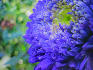 Callistephus chinensis <br>ASTER GIANT POMPOM MIX