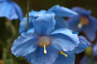 Meconopsis betonicifolia baileyi <br>BLUE POPPY