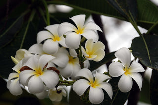 Plumeria <br>PLUMERIA <br>LIVE PLANT PRE-ORDER