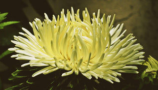 Callistephus chinensis <br>ASTER GIANT POMPOM MIX