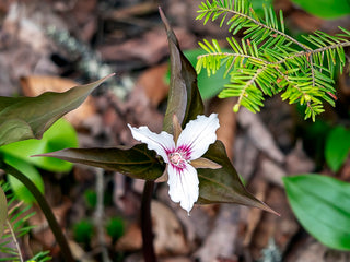 Trillium undulatum <br>PAINTED TRILLIUM, WAKE ROBIN