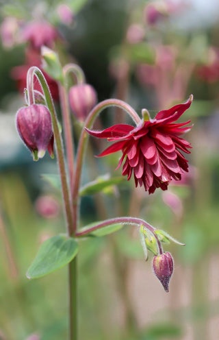 Aquilegia <br>BORDEAUX BARLOW COLUMBINE