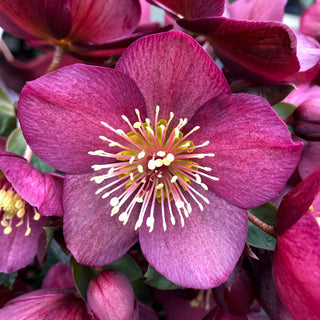 Helleborus purpurescens <br>PINK CHRISTMAS ROSE