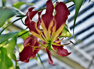 Gloriosa carsonii <br>DARK-RED GLORY LILY