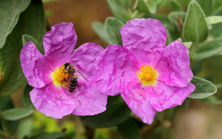 Cistus incanus tauricus <br>TAURIC ROCK ROSE, HOARY ROCK ROSE